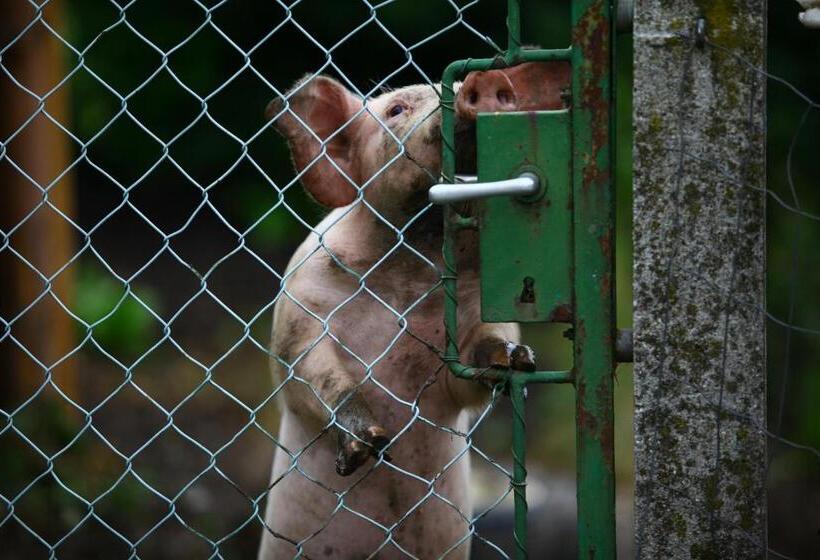 ホテル Nussbaumer Am Irrsee