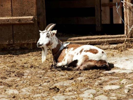 فندق Scharrerhof