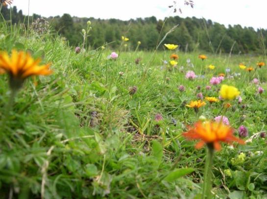 בית מלון כפרי Vitalhof Der Veitenhof