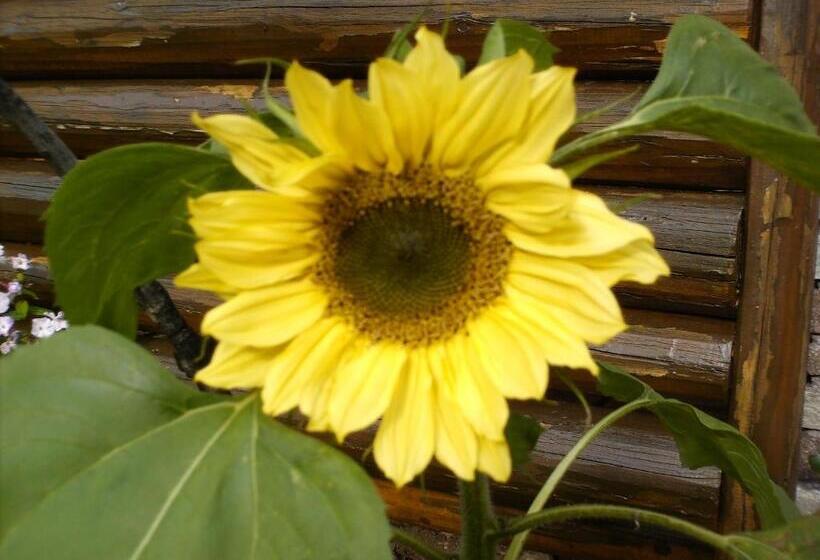 פנסיון Gästehaus Bergland