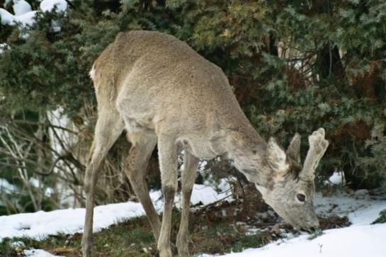 Urlaub Am Bauernhof Grabenhofer