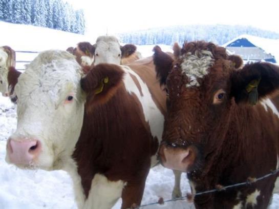Bauernhof Familie Sepp Und Sabine Koeck