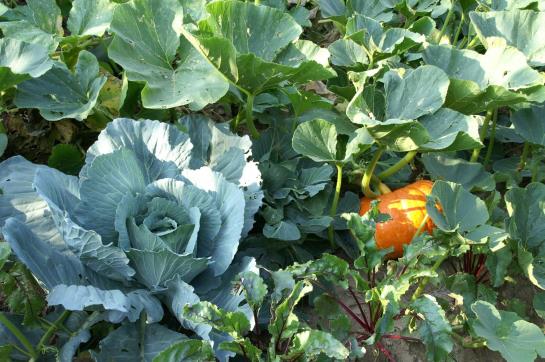 בית מלון כפרי Holzgethan