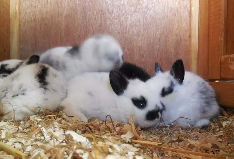 هتل Zittrauerhof   Urlaub Am Bauernhof Gastein