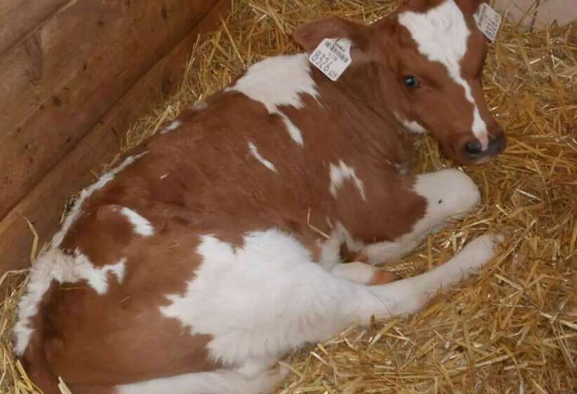 هتل Zittrauerhof   Urlaub Am Bauernhof Gastein