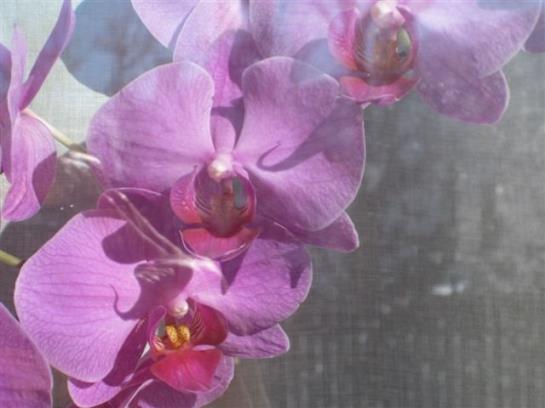 مبيت وإفطار Pension Tannhof