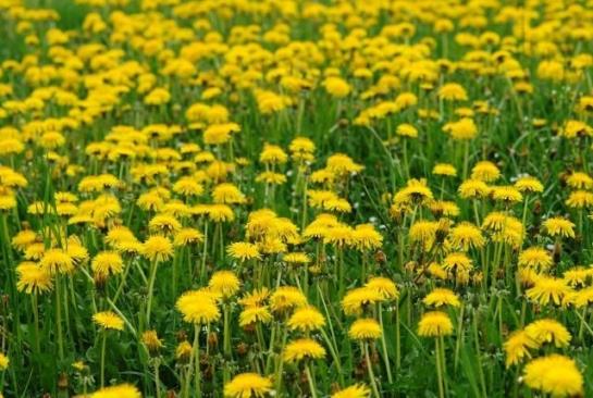 Bauernhof Bauernlandvilla Schmidt