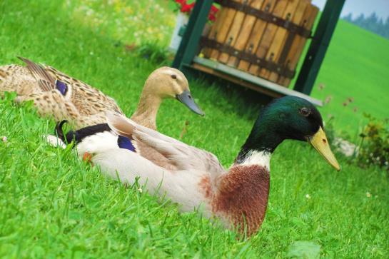 Bauernhof Loeschgruber