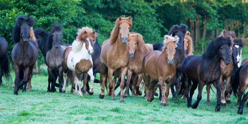 בית מלון כפרי Reitzentrum Hausruckhof