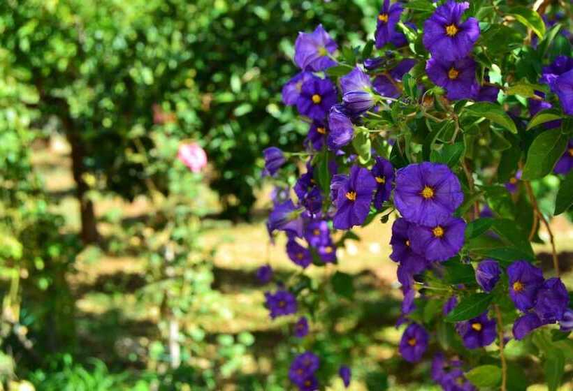 צימר B B S Elia Villa Surrounded By Greenery Inside The Historic Dubini Park