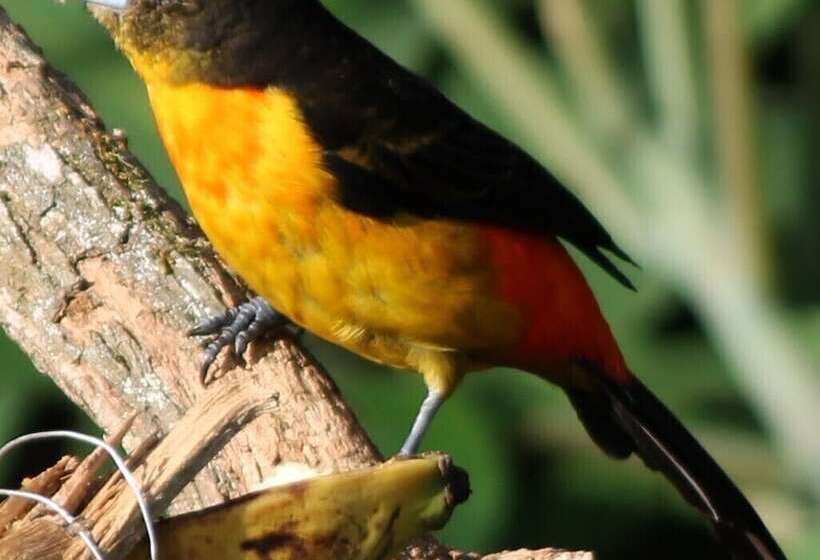 پانسیون Tranquility, Fresh Air, Birds Eye View, Green Areas, Panoramic View