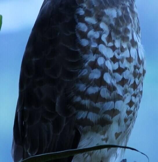 پانسیون Tranquility, Fresh Air, Birds Eye View, Green Areas, Panoramic View