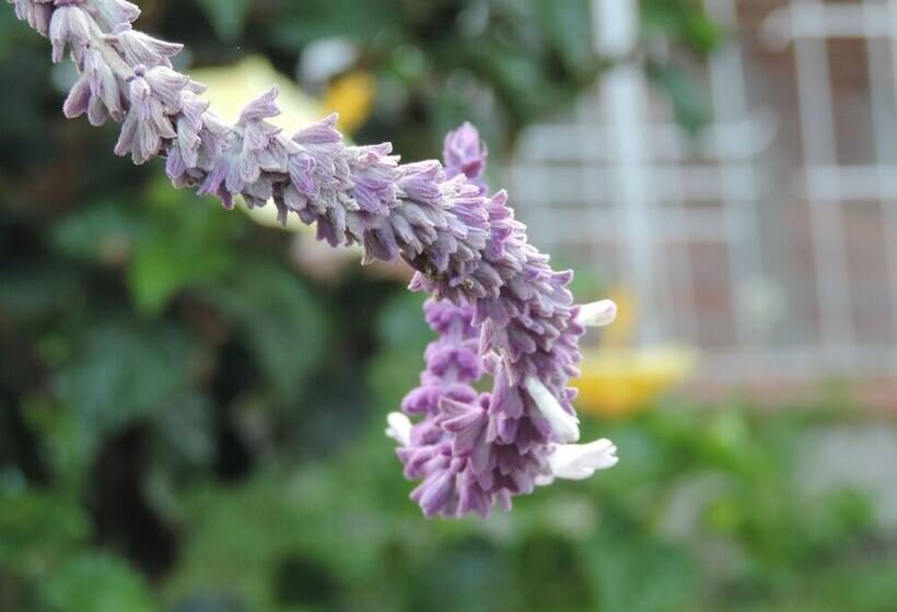 پانسیون Seeds & Roots Raíces Y Semillas