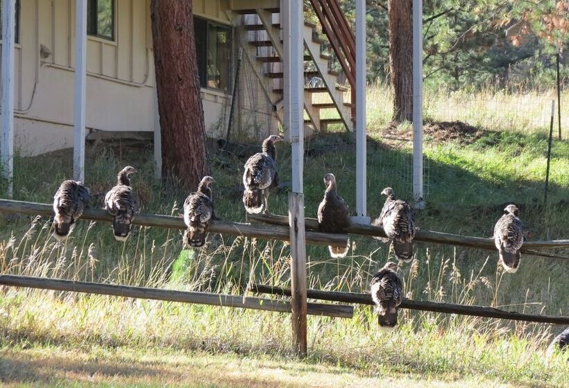 Lazy Elk Retreat   3 Br Cabin