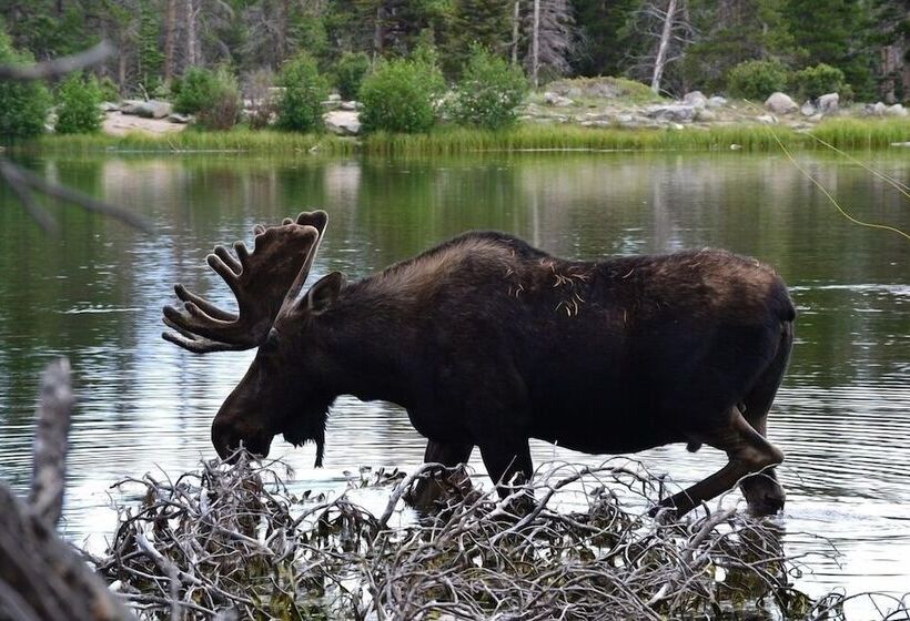 Lazy Elk Retreat   3 Br Cabin