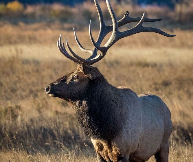 Lazy Elk Retreat   3 Br Cabin