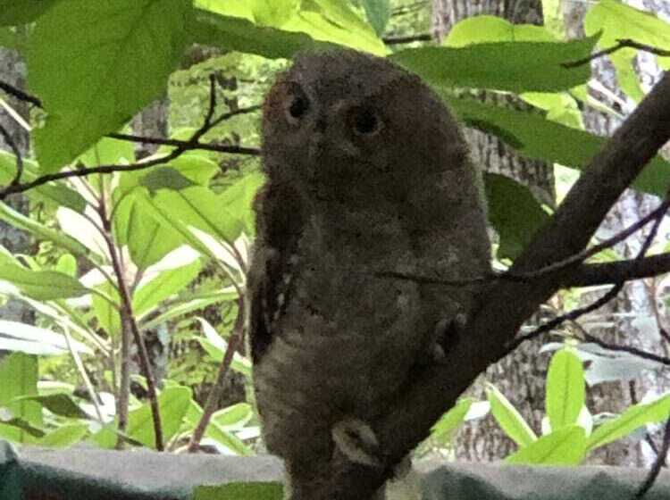 Misty Creek Log Cabins