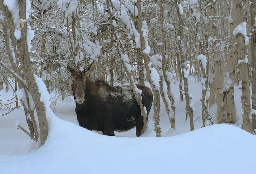Talkeetna Cabins On Montana Creek