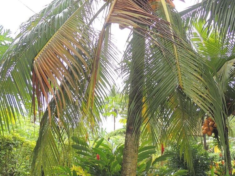 مسافرخانه Posada Los Delfines