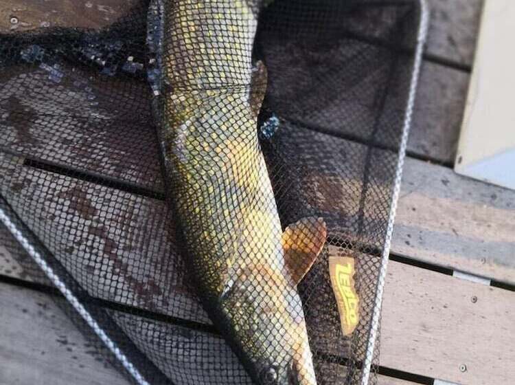 هتل Havel Cruiser   Hausboot Flöße Mit Stil