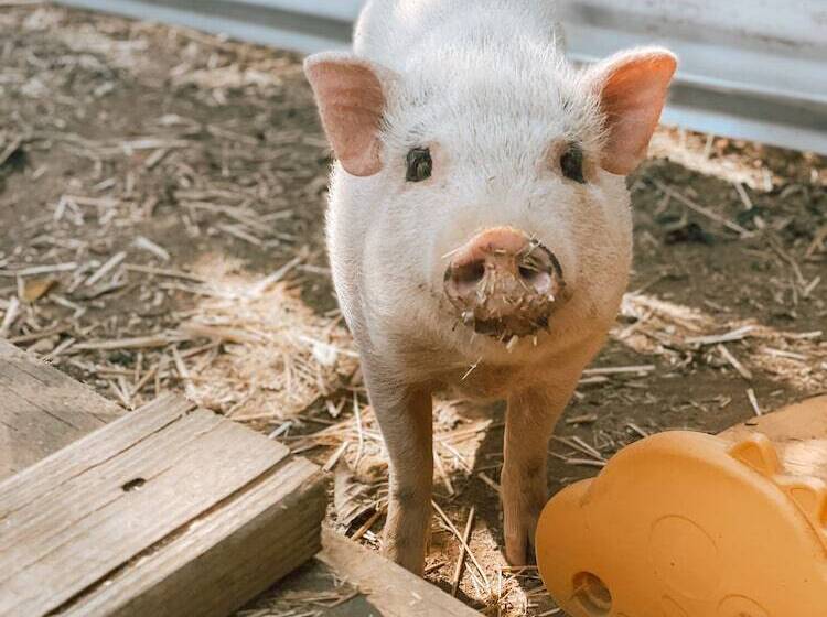 هتل روستایی Bandy Canyon Ranch