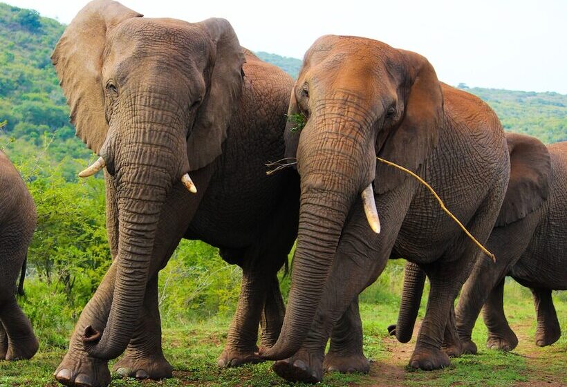 Отель Thula Thula Game Lodge