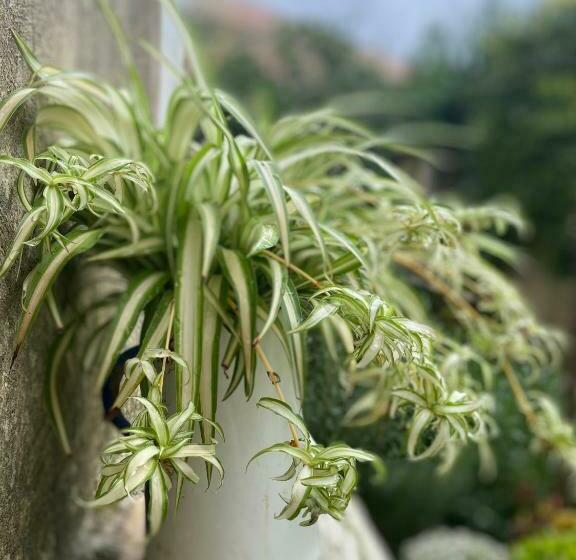민박 Palazzo Vecchio Cocumola