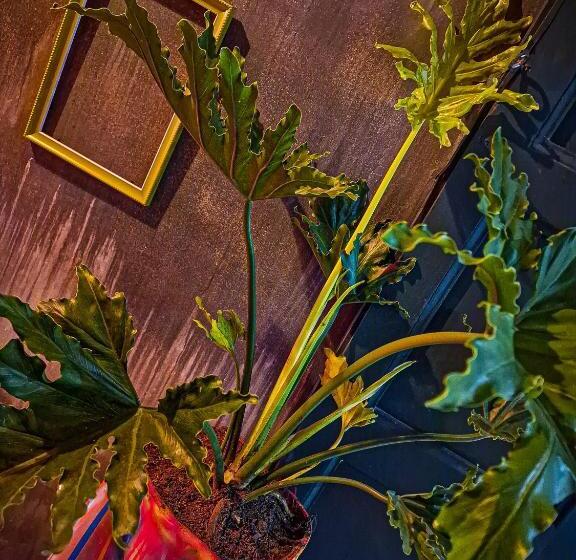 پانسیون Urban Hostal Bar