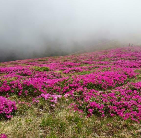 펜션 Casa Bujor De Munte Dragoslavele