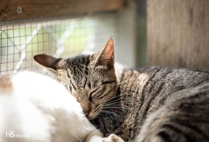 هتل H& Alishan Sunrise B&b