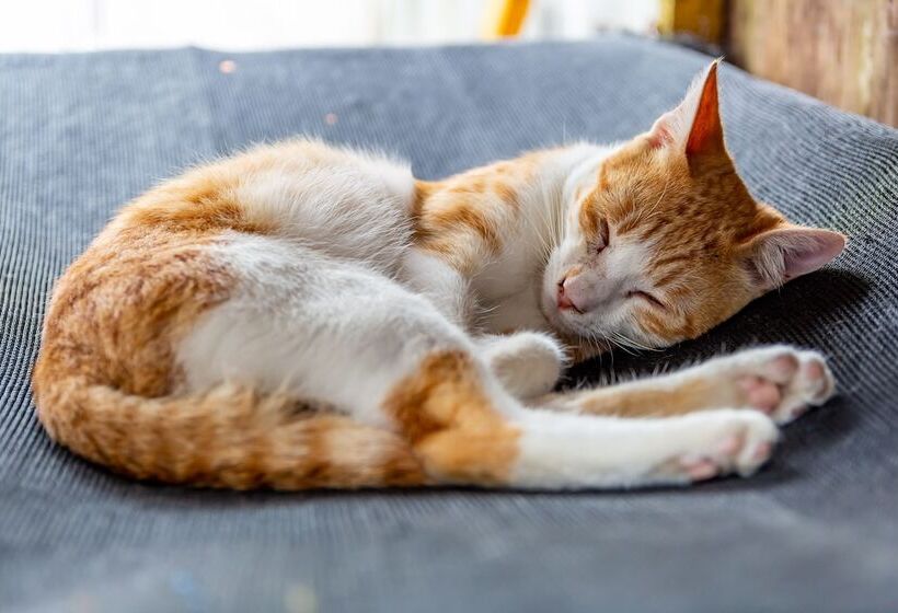 هتل H& Alishan Sunrise B&b