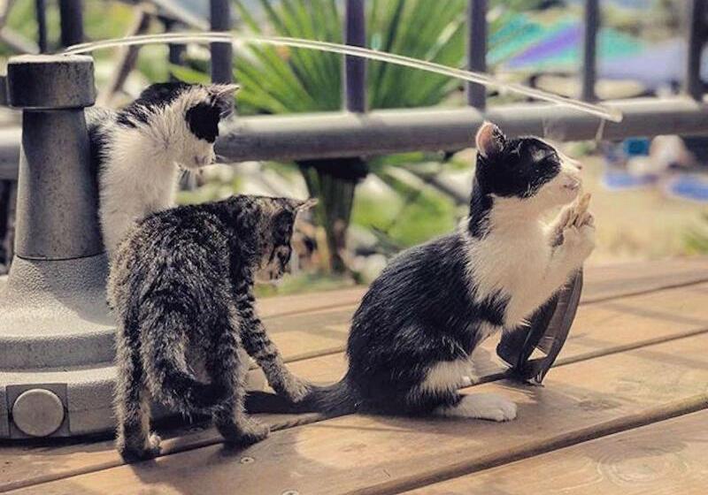 هتل H& Alishan Sunrise B&b