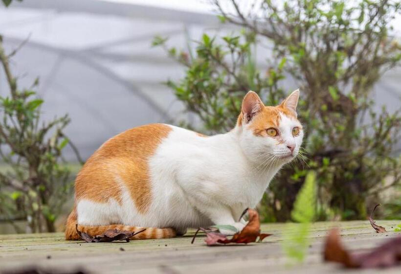 هتل H& Alishan Sunrise B&b