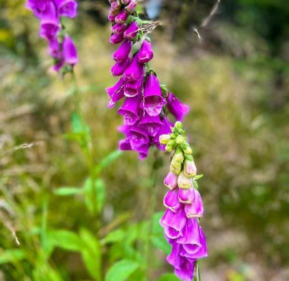 پانسیون Horský Penzion Vebrovy Boudy