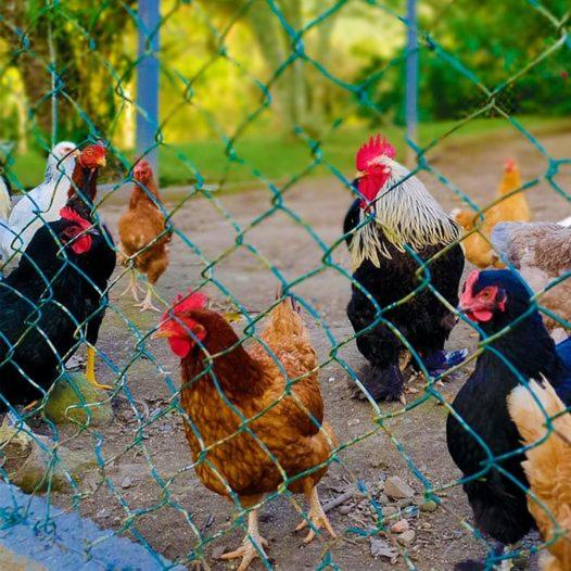 منتجع Fazenda Dos Caetés