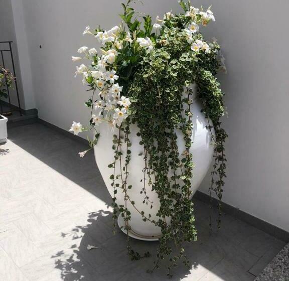 تختخواب و صبحانه Il Fiore Bianco