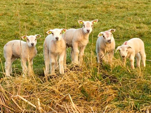 B&b De Beijersche Stee , Logies In De Wagenschuur
