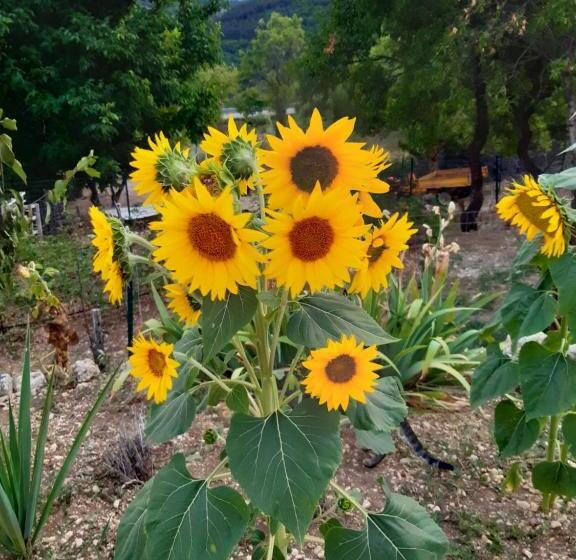 مبيت وإفطار Il Girasole