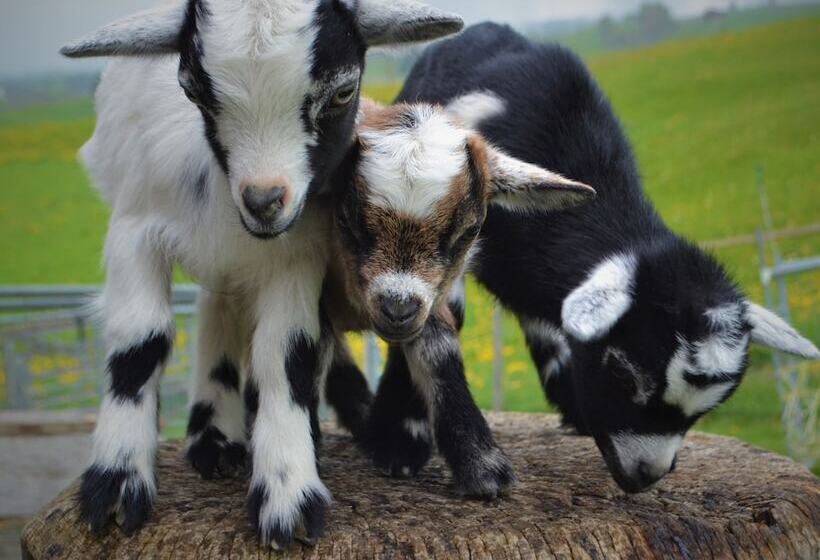 ペンション Gasthaus Alpina