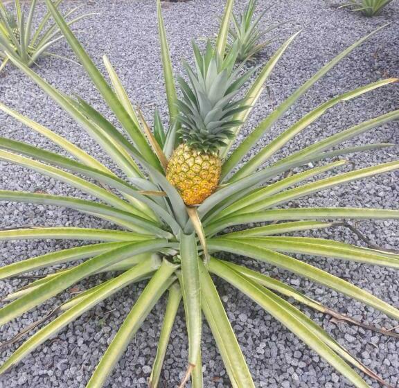 هاستل Rancho Tranquillo