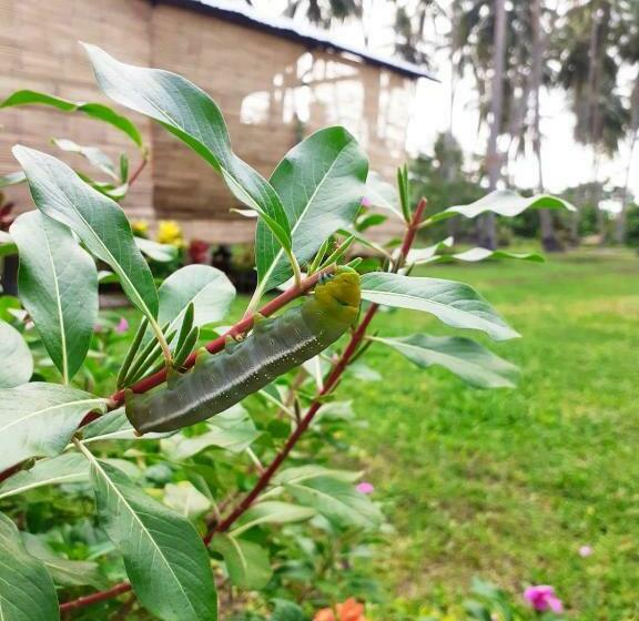 فندق صغير Bahandi Beach Lodge