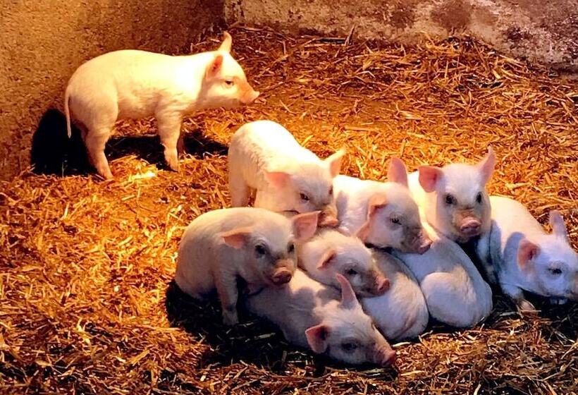 צימר Pian D Isola Agriturismo