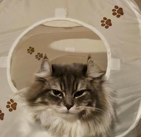 ニャー助のホテルん