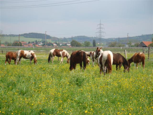 تختخواب و صبحانه Chrom Ranch Reiterhof