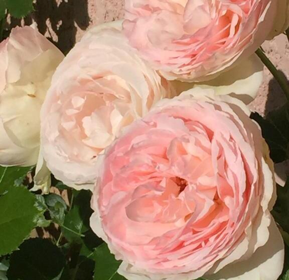 ベッドアンドブレックファースト Rose Garden Mezzanine