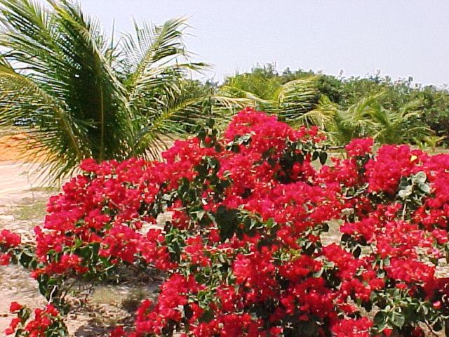 فندق Oh! Linda Pousada