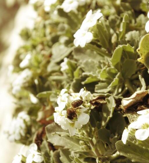 مبيت وإفطار Notre Bergerie