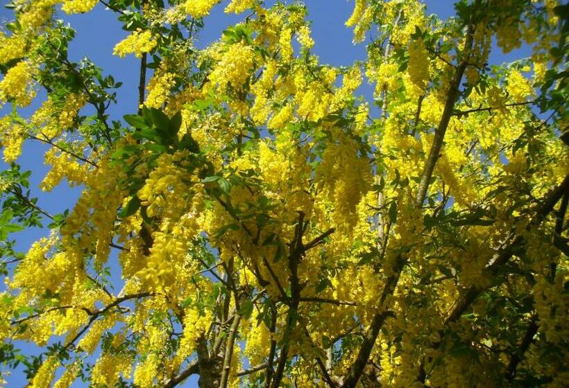 Laburnum B&b