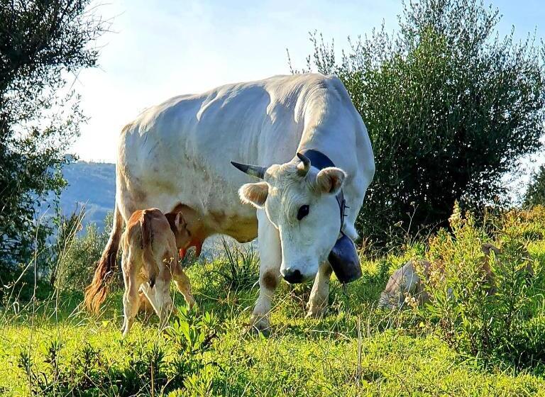 Bed and Breakfast Domus Mare Cilento