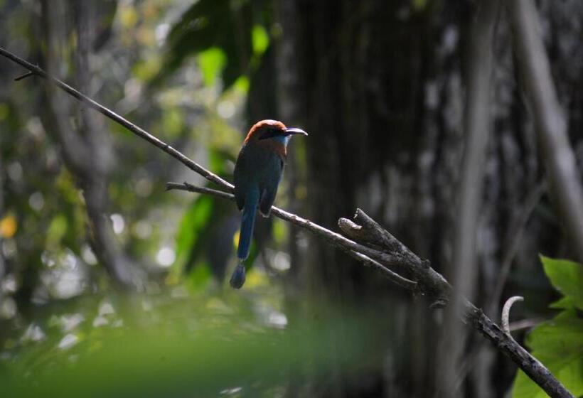 住宿加早餐  La Ceiba Tree Lodge